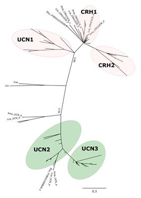 Corticotropin-Releasing Hormone (CRH) Gene Family Duplications in Lampreys Correlate With Two Early Vertebrate Genome Doublings